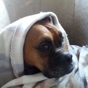 Meet your Posher, Betsy